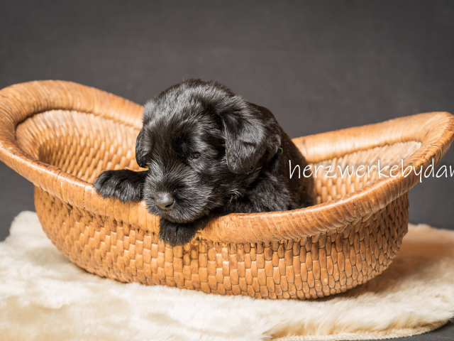 Herr Dunkelgrün nach 30 Tagen